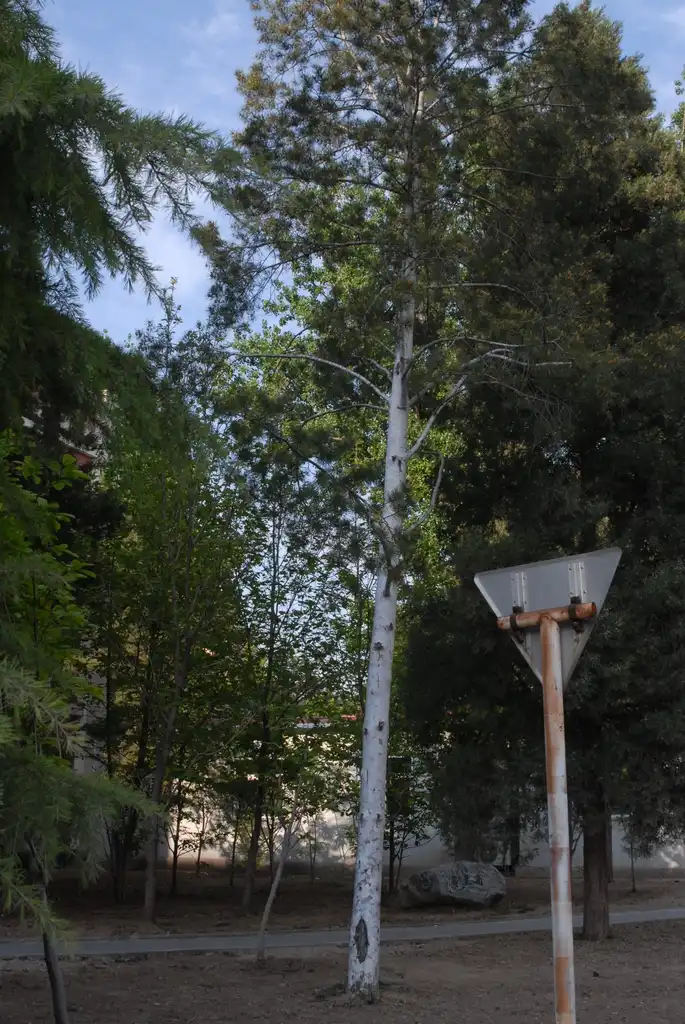 Foto de Pinus bungeana - White Bark Form:Jim Robbins
