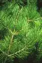 Foto de Pinus bungeana - :