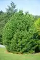 Foto de Pinus bungeana - :