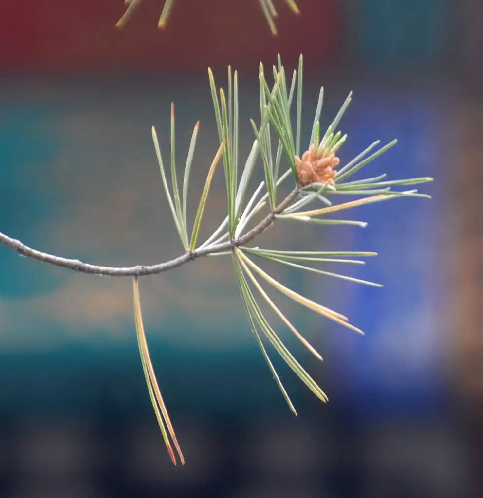 Foto de Pinus bungeana - Leaf:Jim Robbins