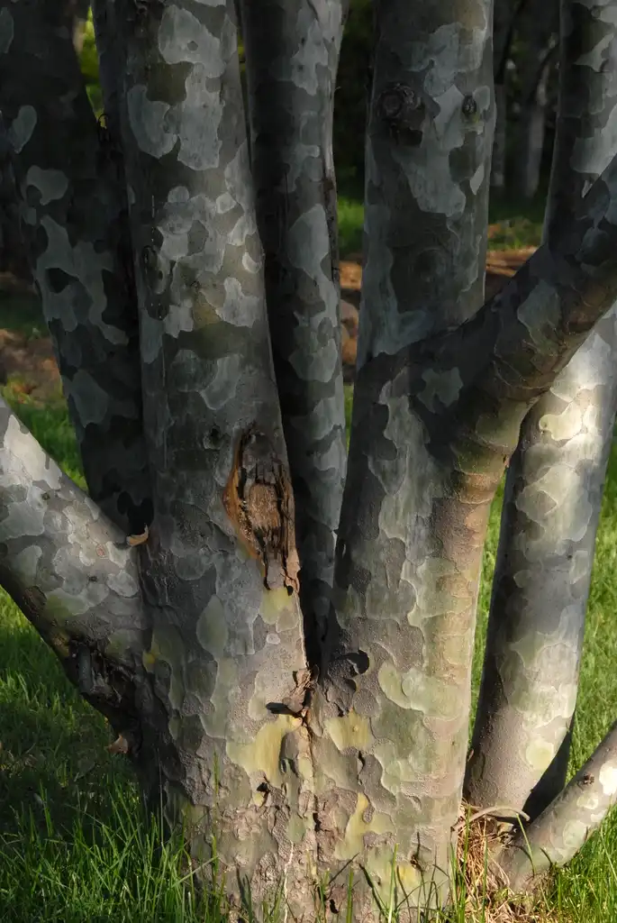 Foto de Pinus bungeana - Bark Close-up:Jim Robbins