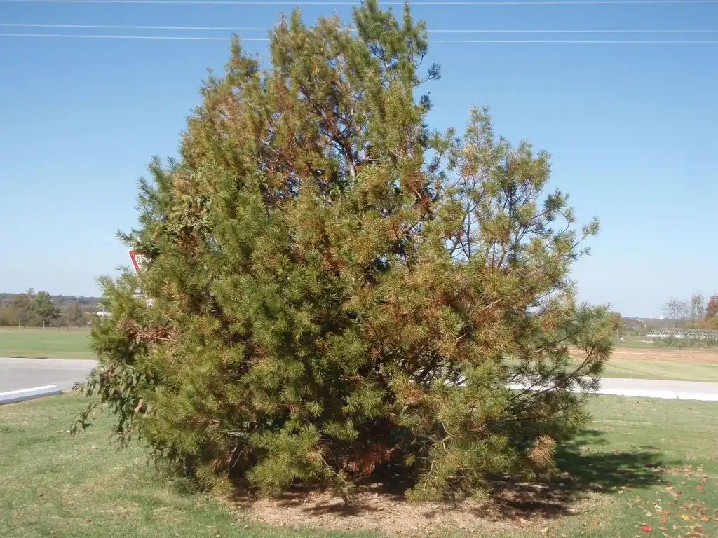 Foto de Pinus bungeana - Form:Jim Robbins