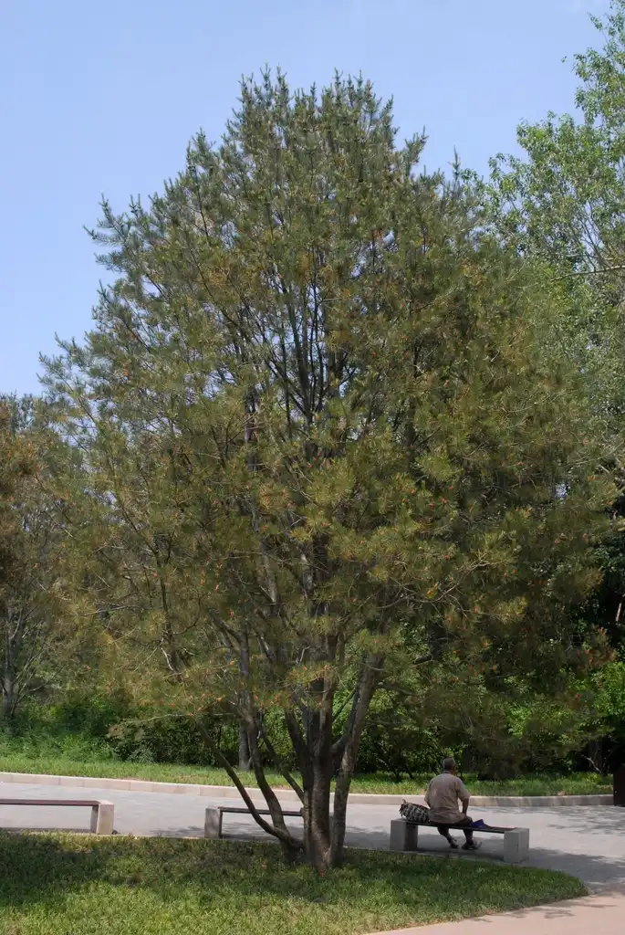 Foto de Pinus bungeana - Growth habit:Jim Robbins