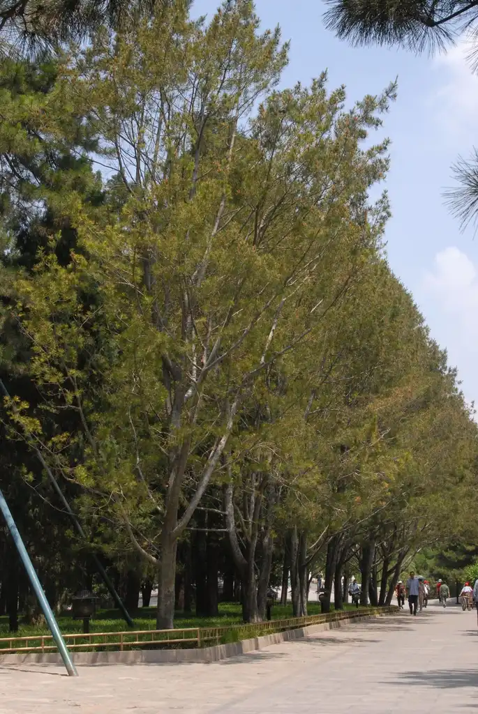 Foto de Pinus bungeana - Tree Line:Jim Robbins