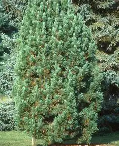Фото Pinus cembra (Pinus cembras)
