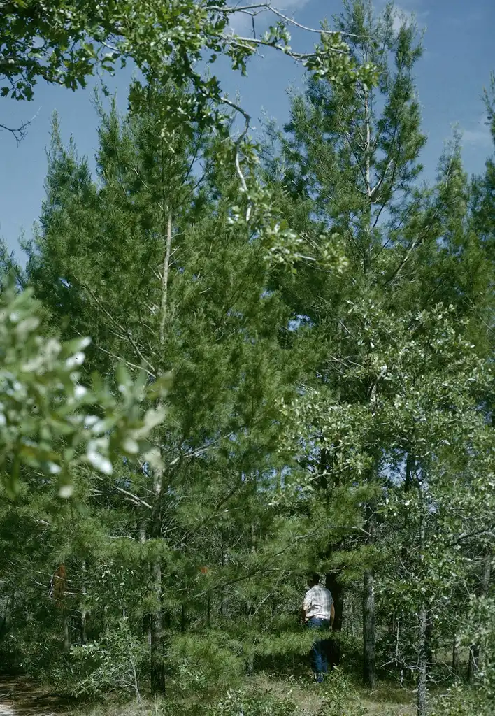 Foto de Pinus clausa (Pinus clausas)