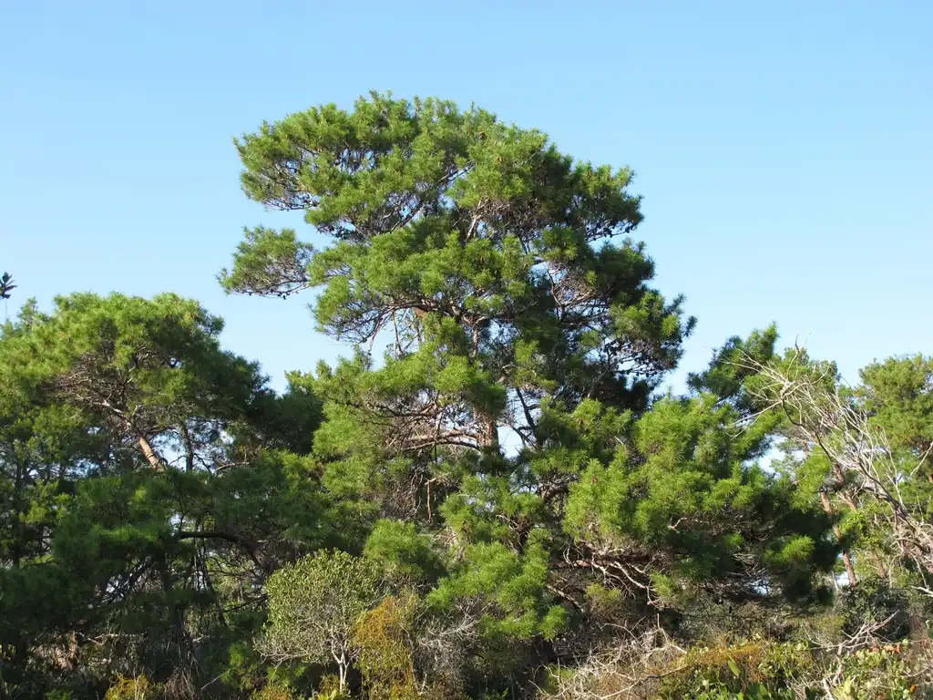 Foto de Pinus clausa (Pinus clausas)