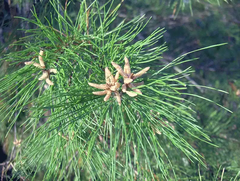 Foto de Pinus clausa - Leaves and pollen cones:homeredwardprice