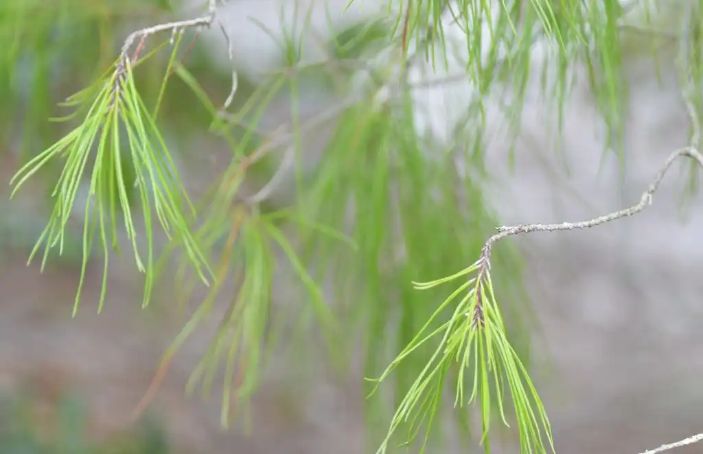 Foto de Pinus clausa - Leaves:Tom Palmer