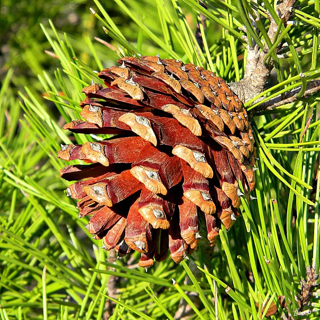 Foto de Pinus clausa - Seed cones:Bob Peterson