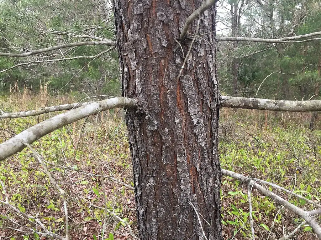 Foto de Pinus clausa - Bark:Jryandoherty