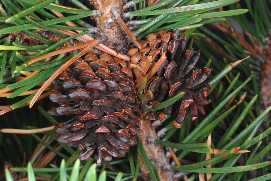Foto de Pinus contorta var. latifolia (Pinus contorta var. latifolias)