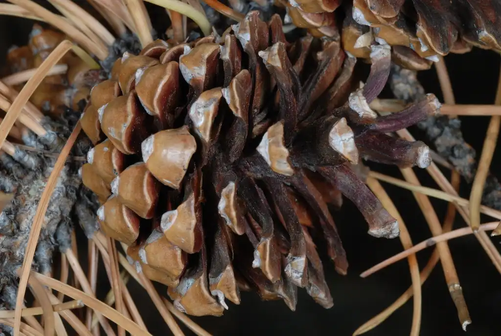 Foto de Pinus contorta var. latifolia (Pinus contorta var. latifolias)