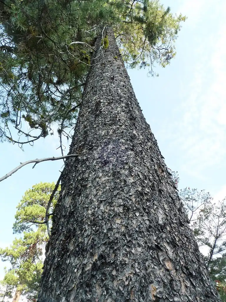 Foto de Pinus contorta var. latifolia - Form looking up:pinus contorta var. latifolia
