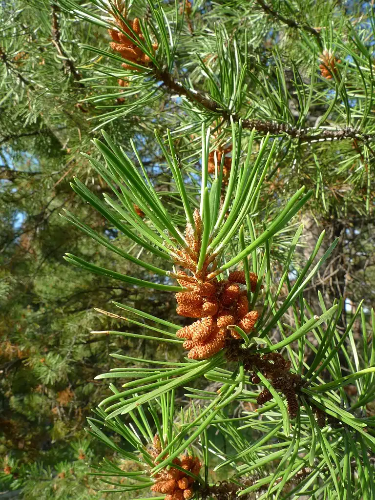 Foto de Pinus contorta var. latifolia - Cones and needles:Thayne Tuason