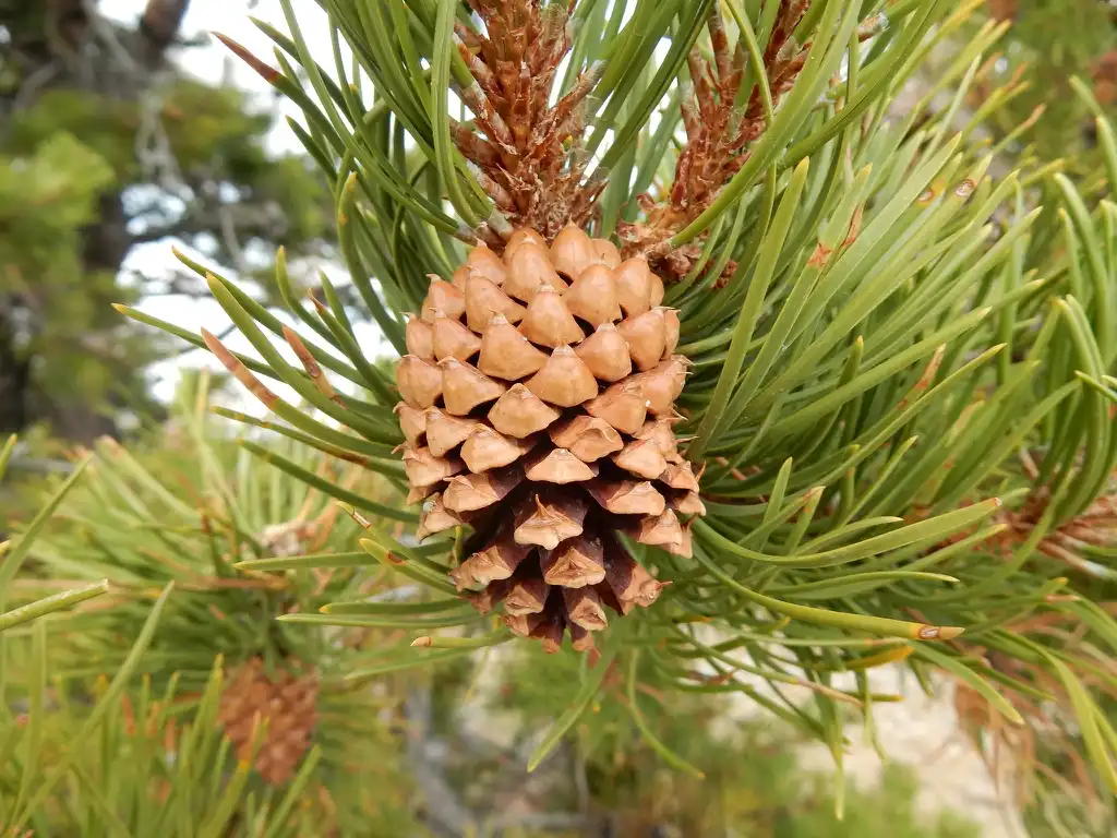 Foto de Pinus contorta var. latifolia - Mature cone:Matt Lavin
