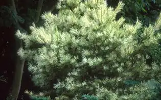 Photo of Pinus densiflora 'Oculus-draconis' (Pinus densiflora 'Oculus-draconis's)