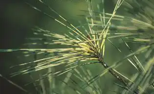Photo of Pinus densiflora 'Oculus-draconis' (Pinus densiflora 'Oculus-draconis's)