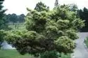 Photo of Pinus densiflora 'Oculus-draconis' - :