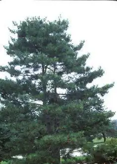 Photo of Pinus densiflora (Pinus densifloras)