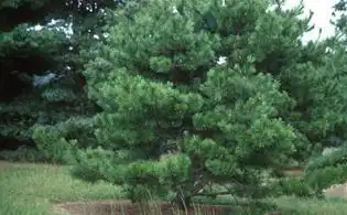 Photo of Pinus densiflora (Pinus densifloras)