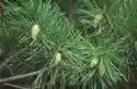 Photo of Pinus densiflora - :