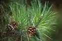 Photo of Pinus densiflora - :