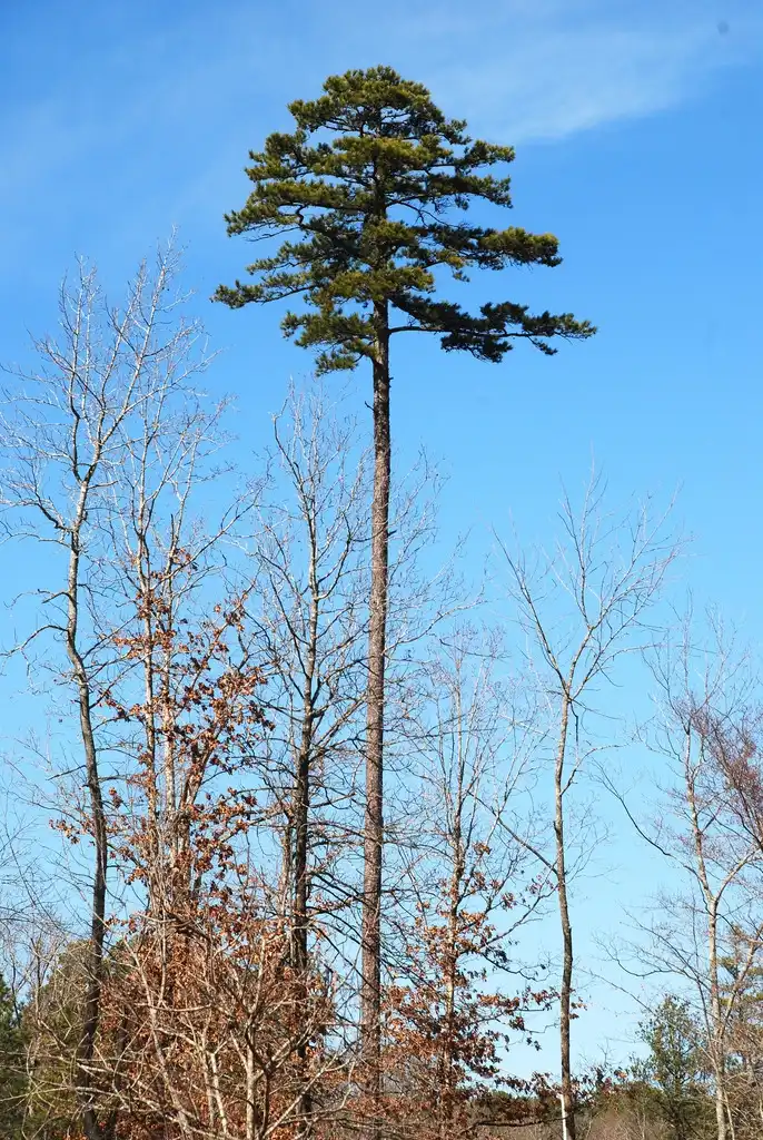Photo of Pinus echinata (Pinus echinatas)