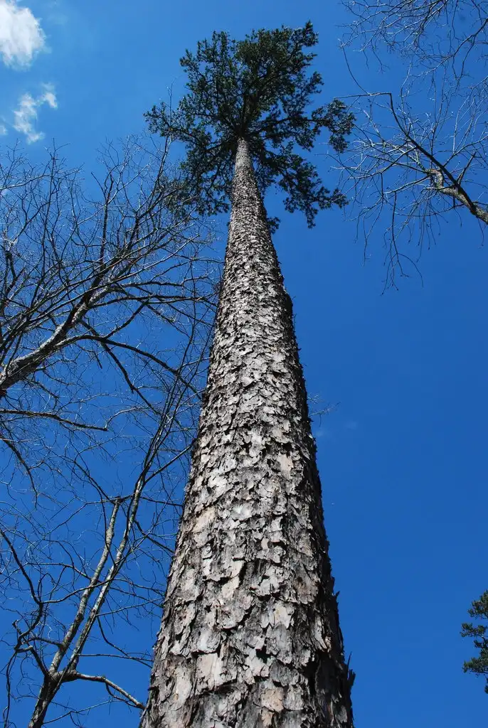 Photo of Pinus echinata (Pinus echinatas)