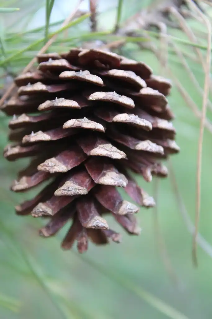 Photo of Pinus echinata - Mature seed cone:Joshua Hodge