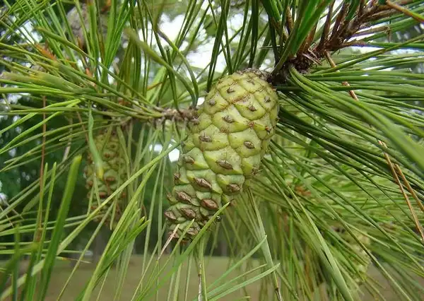 Photo of Pinus echinata - Cone:Franklin Bonner