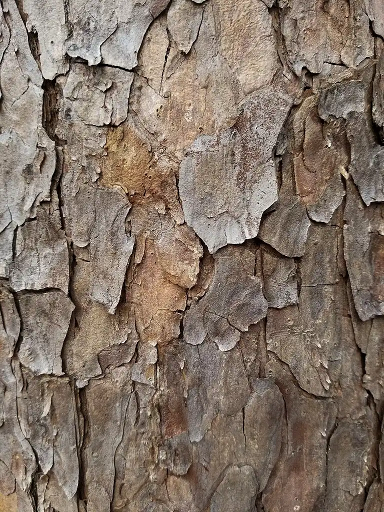 Photo of Pinus echinata - Bark:Isnotafox