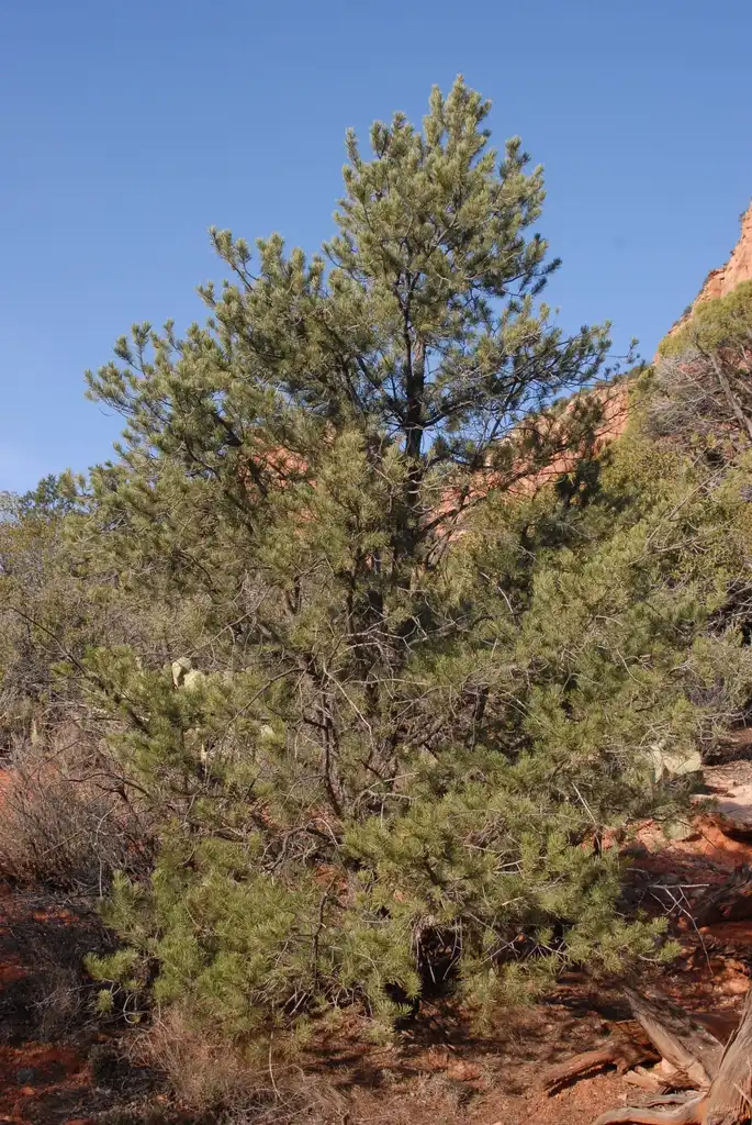 Фото Pinus edulis (Pinus eduliss)