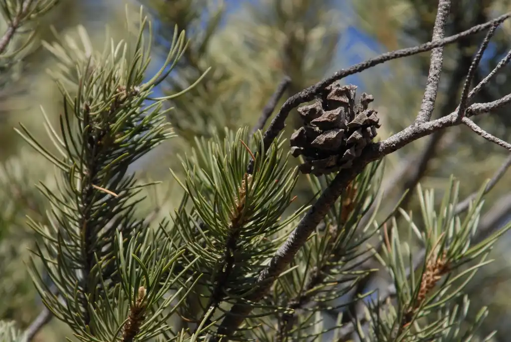 Фото Pinus edulis (Pinus eduliss)