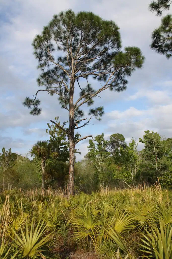 Фото Pinus elliottii (Pinus elliottiis)