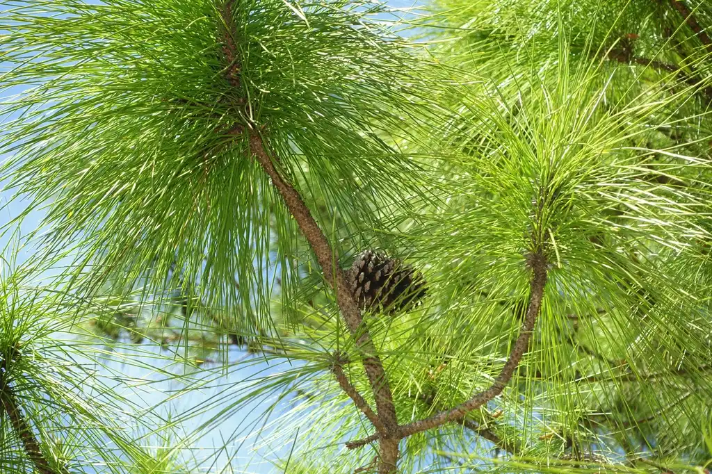Фото Pinus elliottii (Pinus elliottiis)