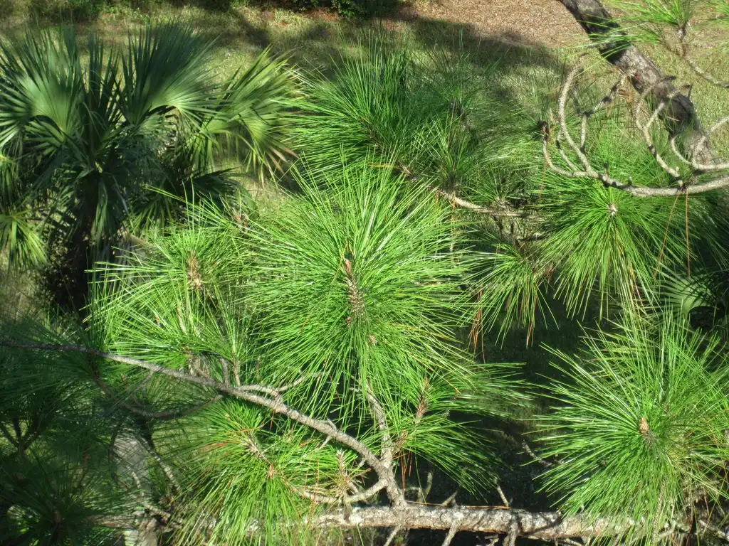 Фото Pinus elliottii - Branches:James St.John