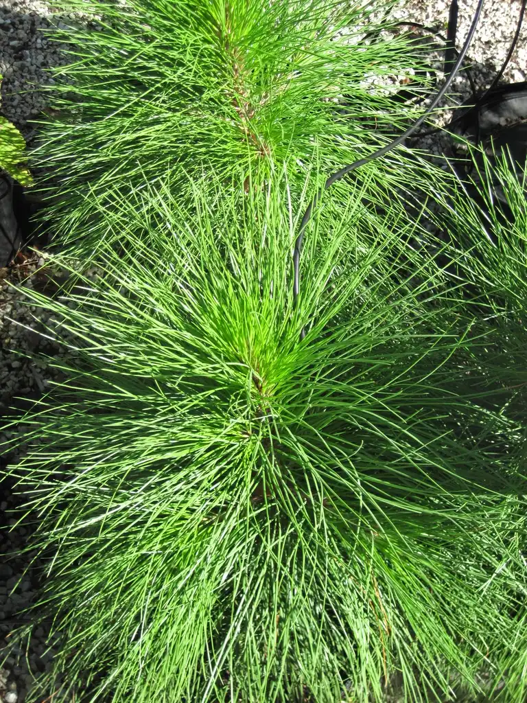 Фото Pinus elliottii - Needles:James St.John