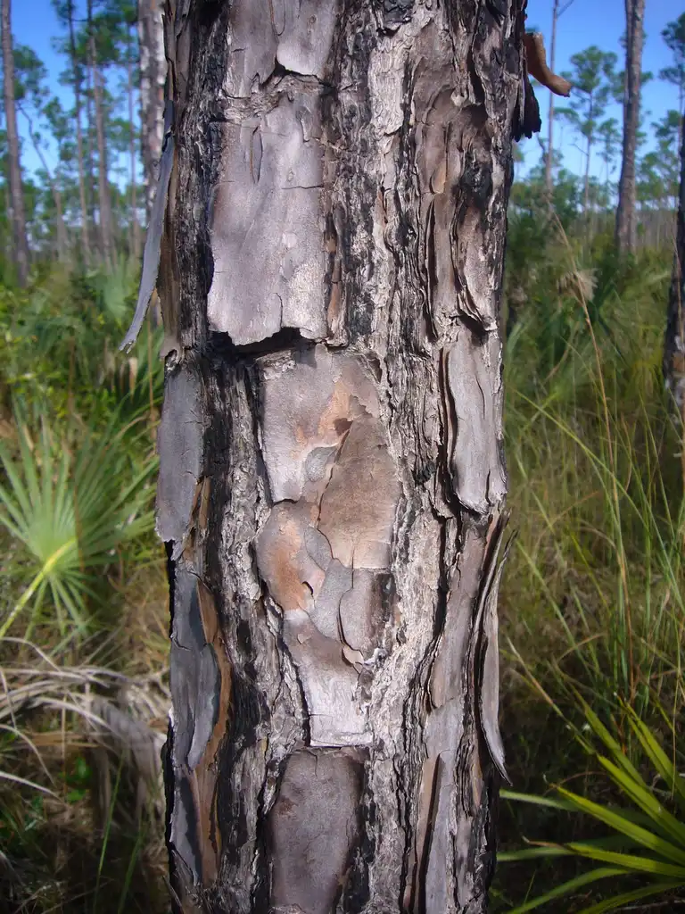 Фото Pinus elliottii - Bark:Vicpeters