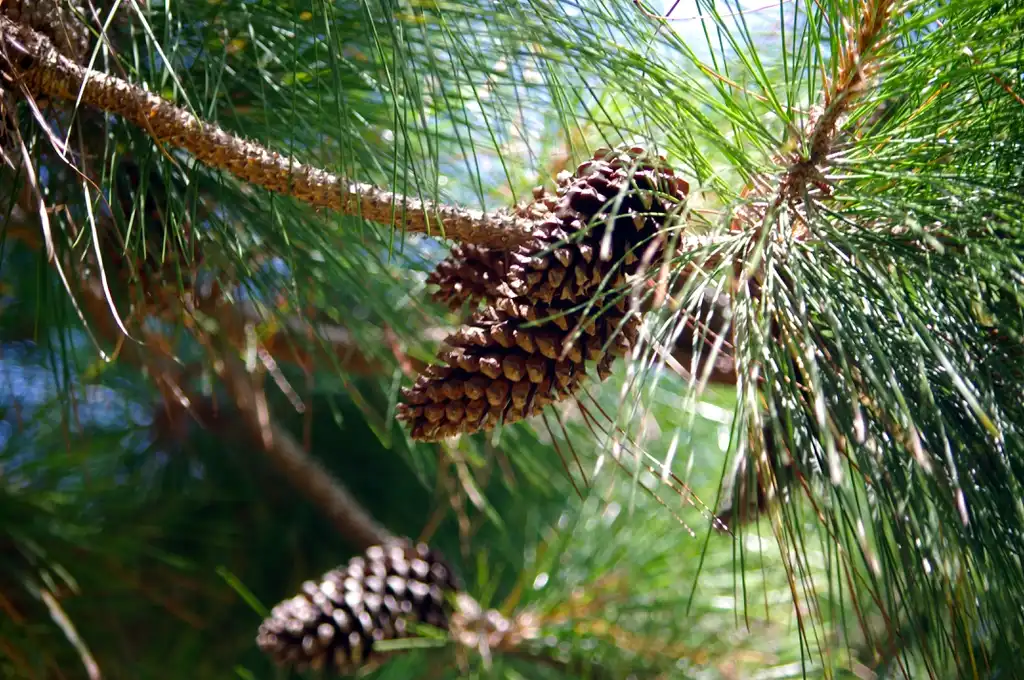 Фото Pinus elliottii - Seed cones:Marianne Serra