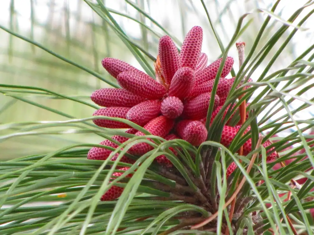Фото Pinus elliottii - Pollen cones:B A Bowen Photography