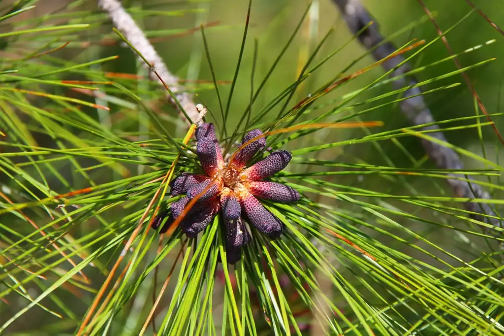 Фото Pinus elliottii - Pollen cones:B A Bowen Photography