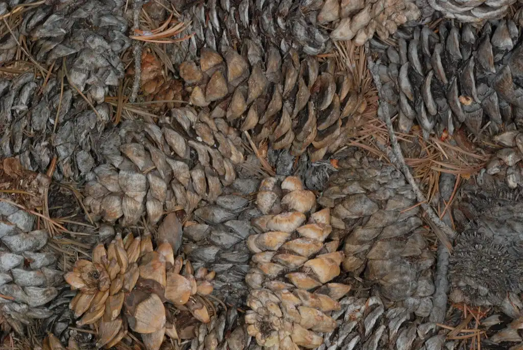 Foto de Pinus flexilis (Pinus flexiliss)