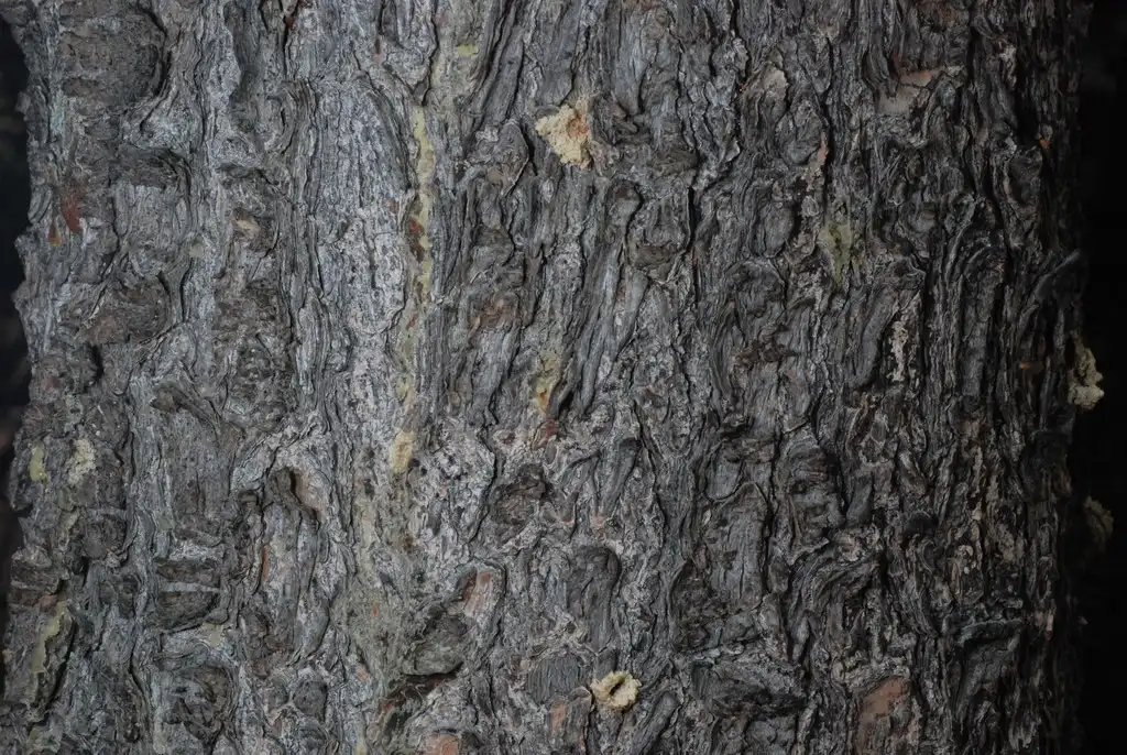 Foto de Pinus flexilis (Pinus flexiliss)