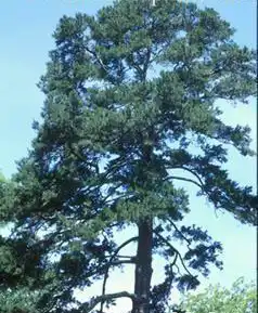 Фото Pinus glabra (Pinus glabras)
