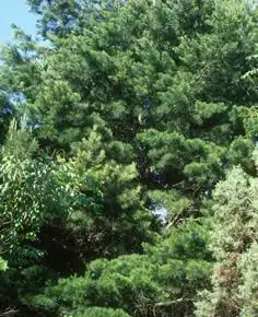 Фото Pinus glabra (Pinus glabras)