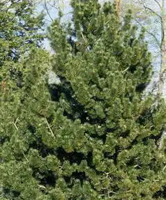 Foto de Pinus heldreichii (Pinus heldreichiis)
