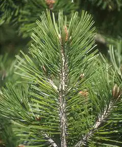 Foto de Pinus heldreichii (Pinus heldreichiis)