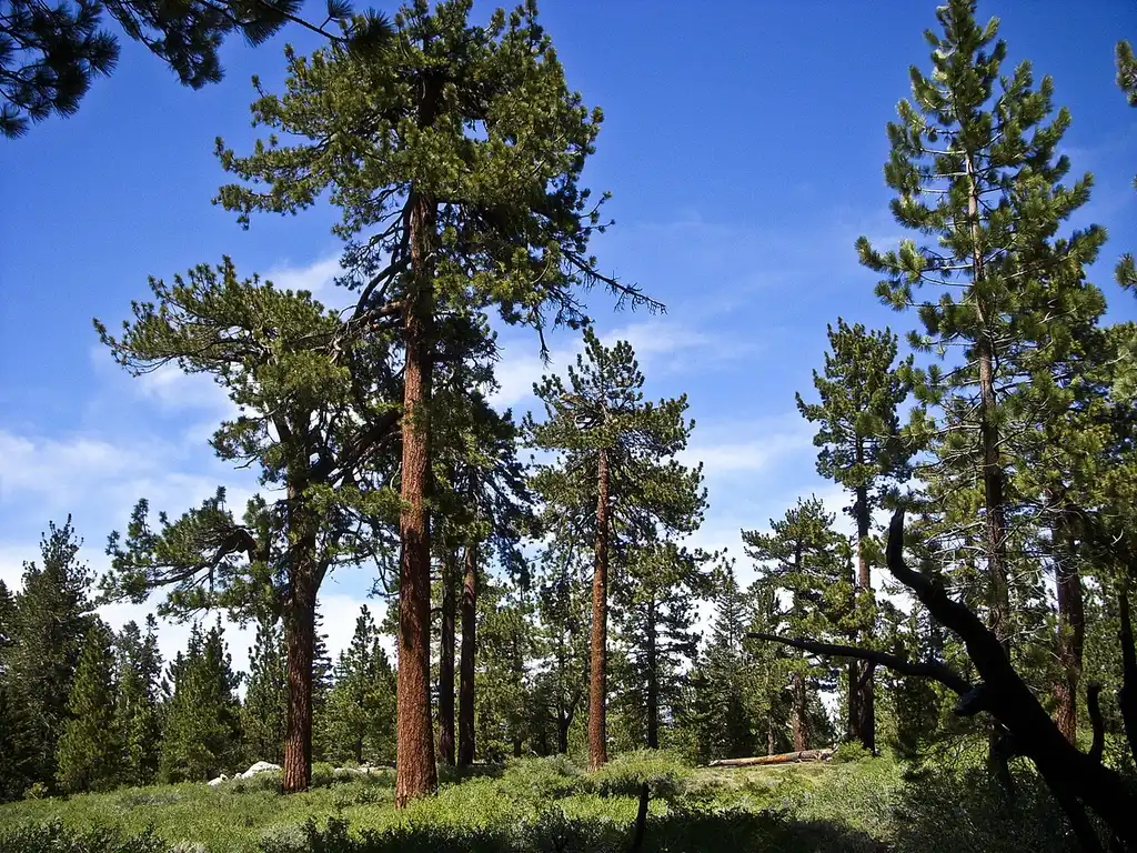Фото Pinus jeffreyi (Pinus jeffreyis)
