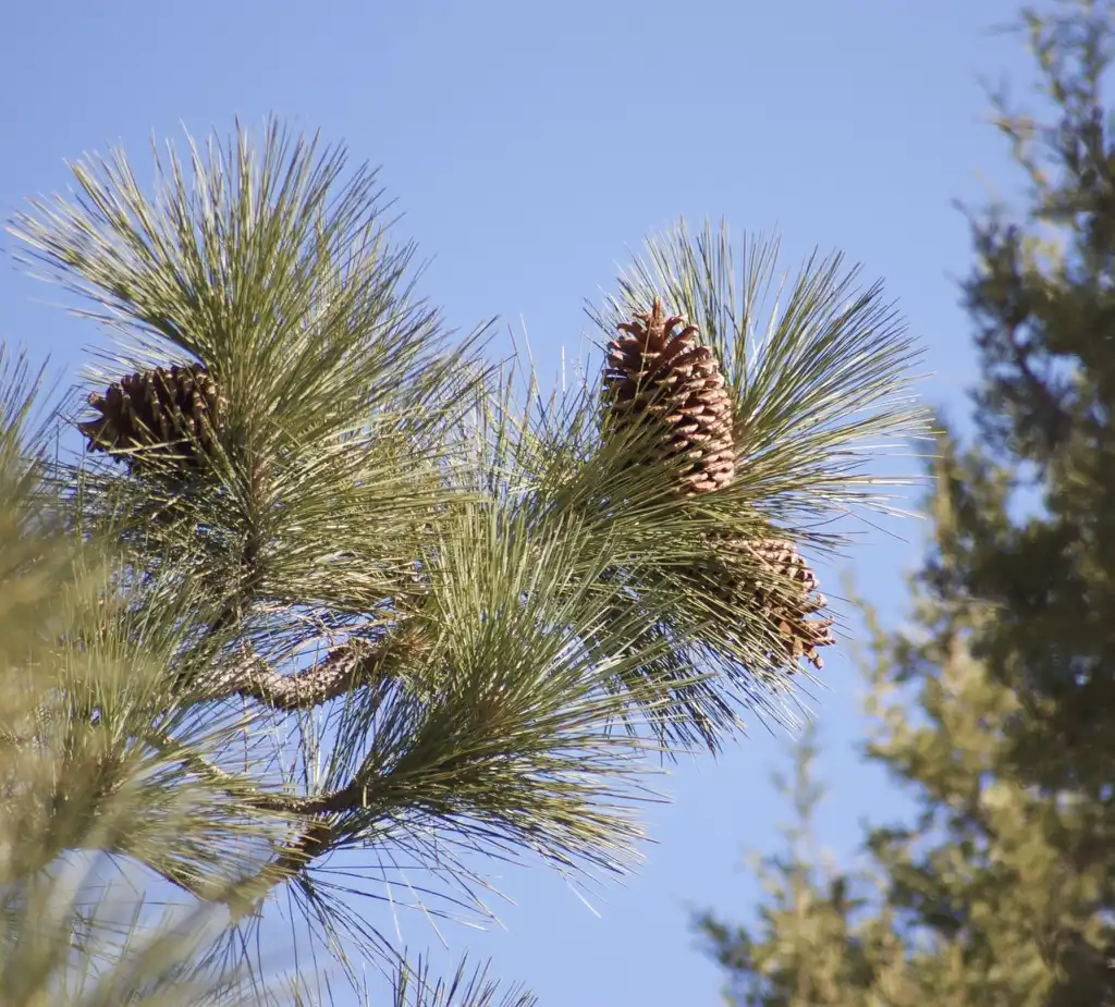 Фото Pinus jeffreyi (Pinus jeffreyis)